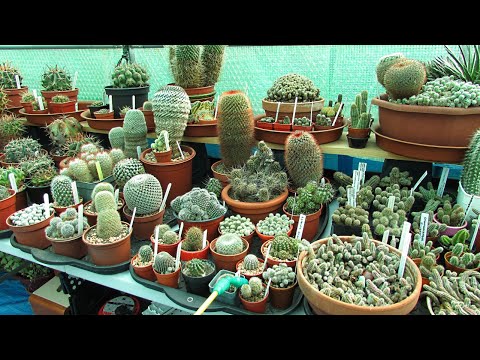 Watering Cacti U0026 Succulents After Winter - How And When I Do It