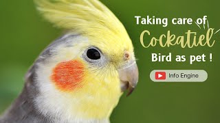 Cockatiel Bird Caring | How to take care of a cockatiel: Tips for new bird owners. by Info Engine - Pets 13 views 1 year ago 3 minutes, 12 seconds