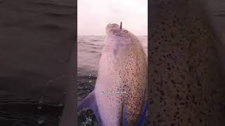 SPEARING TREVALLY BLUEFINS NEAR CORAL REEF #spearing #fish #ocean