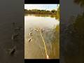 Amazing Handline Fishing: Catching Big Rohu Fish with Meat Bait#fishing#rohufishing #handlinefishing