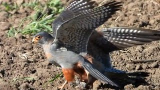 Кобчик внаглую отбирает добычу у самки! / Red-footed falcon