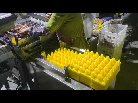 Automatic egg collection