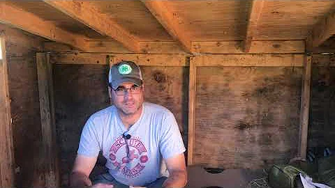 Training Calves for Oxen Part 1 (Selecting Your Team; Breed & Age)