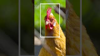 Vivo X300 Ultra 200MP – Insane details? #photography #vivox300ultra
