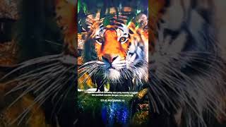 Harimau jawa (macan loreng). #shorts #nasehat #1ksubscribers #sabar
