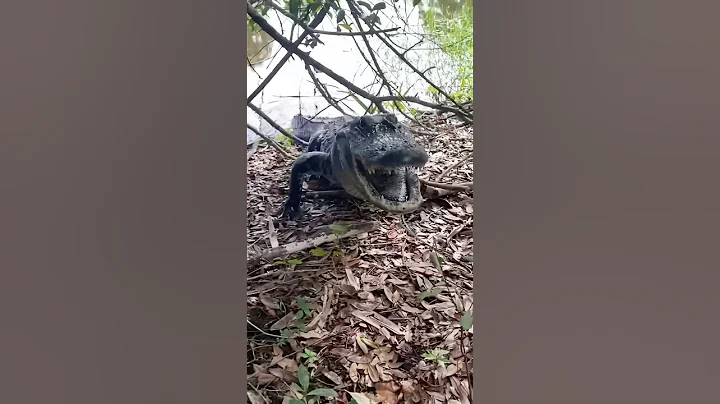 Exploring the Everglades! #snake#reptiles#animals#alligator#wildlife #python#crazy#shorts#cat#nature