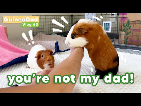 My Guinea Pigs Funny Reaction to their Babysitter︱ GuineaDad Vlog #3