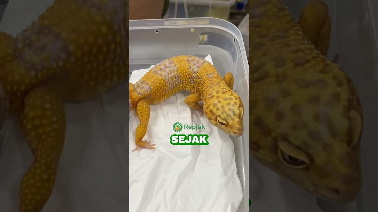 Kenalan yuk sama jenis albino leopard gecko yang satu ini: Tremper! 🥳 
