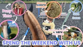 SPEND THE WEEKEND WITH US | PONY TIME, MOUSE INVADER, MOO COWS, GARDEN CENTRE SURPRISE 🐴🐭🐮🪴🌸🐈