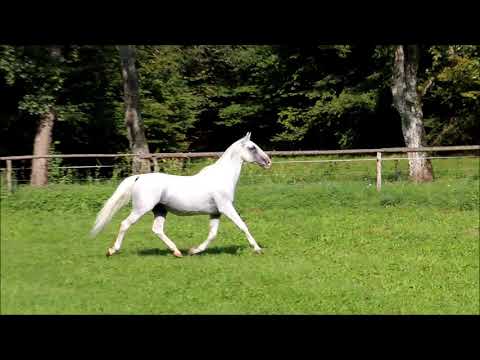 Βίντεο: Υποαλλεργική, Υγεία και Διάρκεια Ζωής Lipizzan Horse Breed