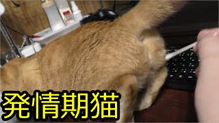 ドコモ猫…発情期…ディスプレイの前にて待機…むしろ撮影前はディスプレイのど真ん中に居座り見せないようにしてたくらい…