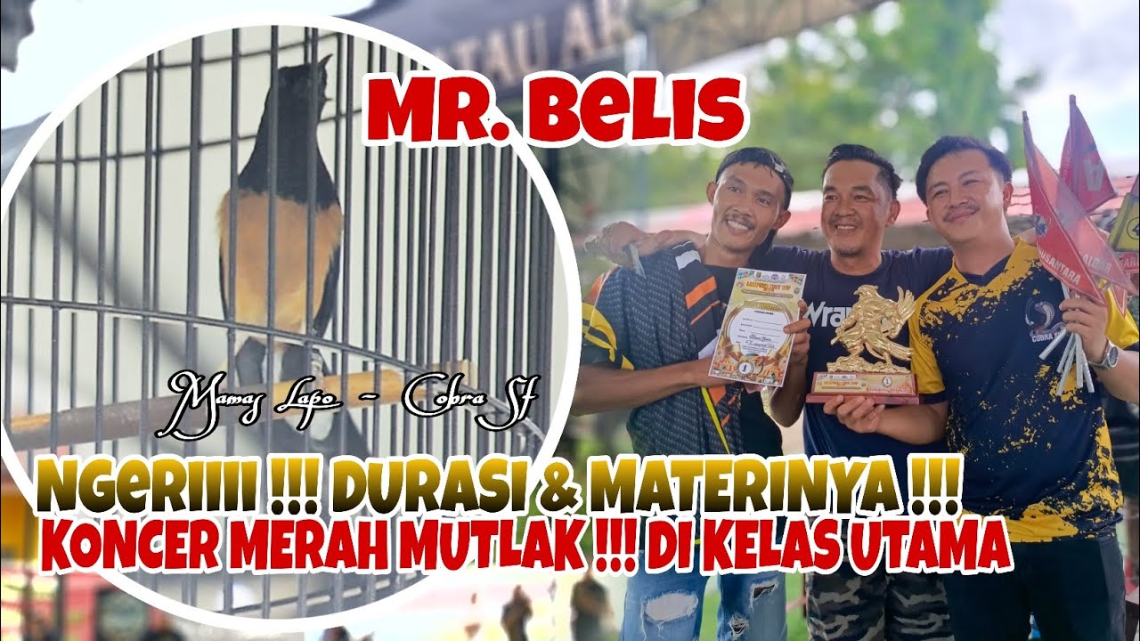 LAMPUNG FEST CUP‼️NGERIII MURAI BATU MR. BELIS JADI TONTONAN DI KELAS UTAMA