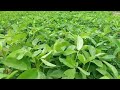 Kilimo Cha SUPER GRO Karanga KATWALE SHIBHITALI Shamba Darasa Kilimo Shadidi 