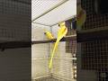 Lutino Alexandrine Breeder Pair: 🦜🦜 #shorts #viral