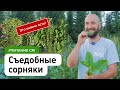 Пища, которая сама растёт у нас под ногами. Съедобные сорняки дикоросы #питание_см