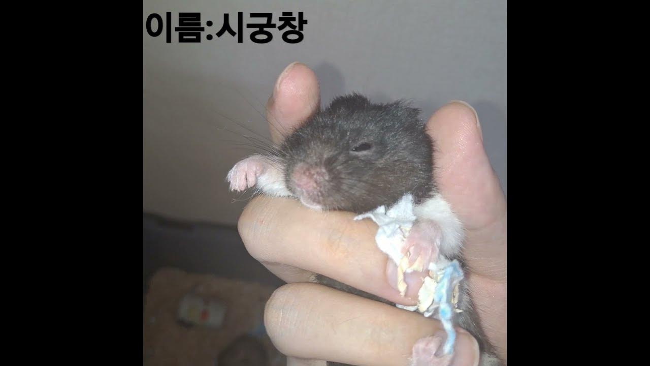 골든햄스터를 죽이는 방법2How to kill your Hamster 2 YouTube