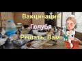 Голуби и Вакцинация решать  Вам.Pigeons and Vaccination is up to you