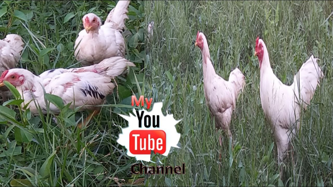 Relaxing time with white families