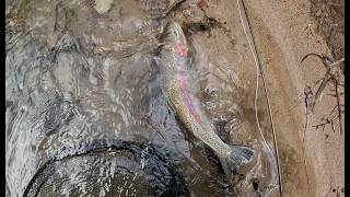 fly fishing a spunky 5lb wild rainbow trout in an amazing tiny spring creek, catch and release