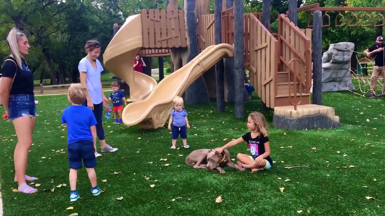 5 Month Old XL Bully Best XL American Bully Dog Training Springfield