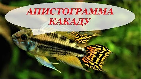 Апистограмма Какаду содержание, разведение, совместимость и чем кормить