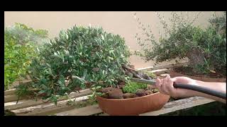 Olea europaea (Olive) Bonsai with Fruit