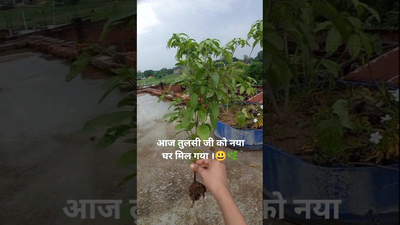 plant reporting 🌱