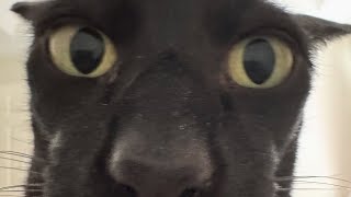 Kelompok 6- Negosiasi Jilbab