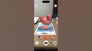 Plover Bird in 3D AR – Quiver Coloring Animation