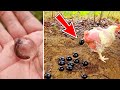 दुनिया के सबसे अनोखे अंडे जिन्हें देखने के लिए नसीब लगता है | Top 10 Rarest Eggs in the World