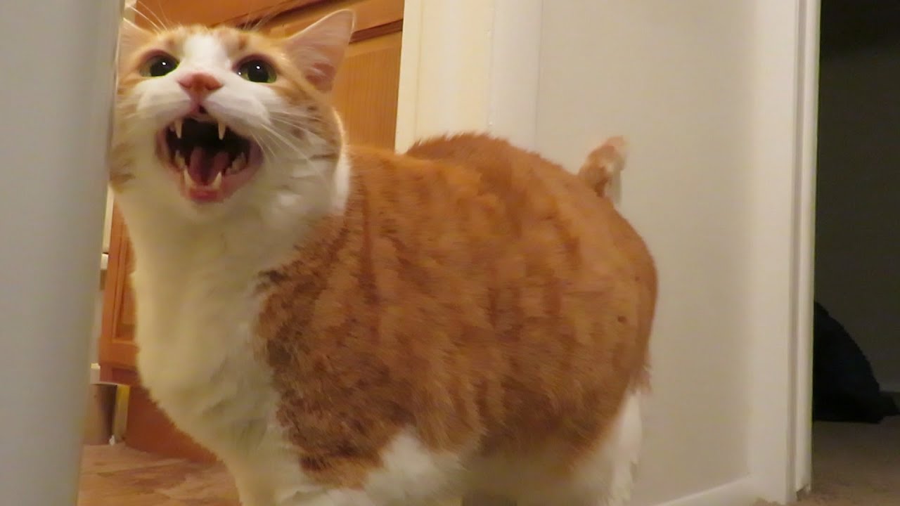 Cat Meows At Husband For Showering YouTube