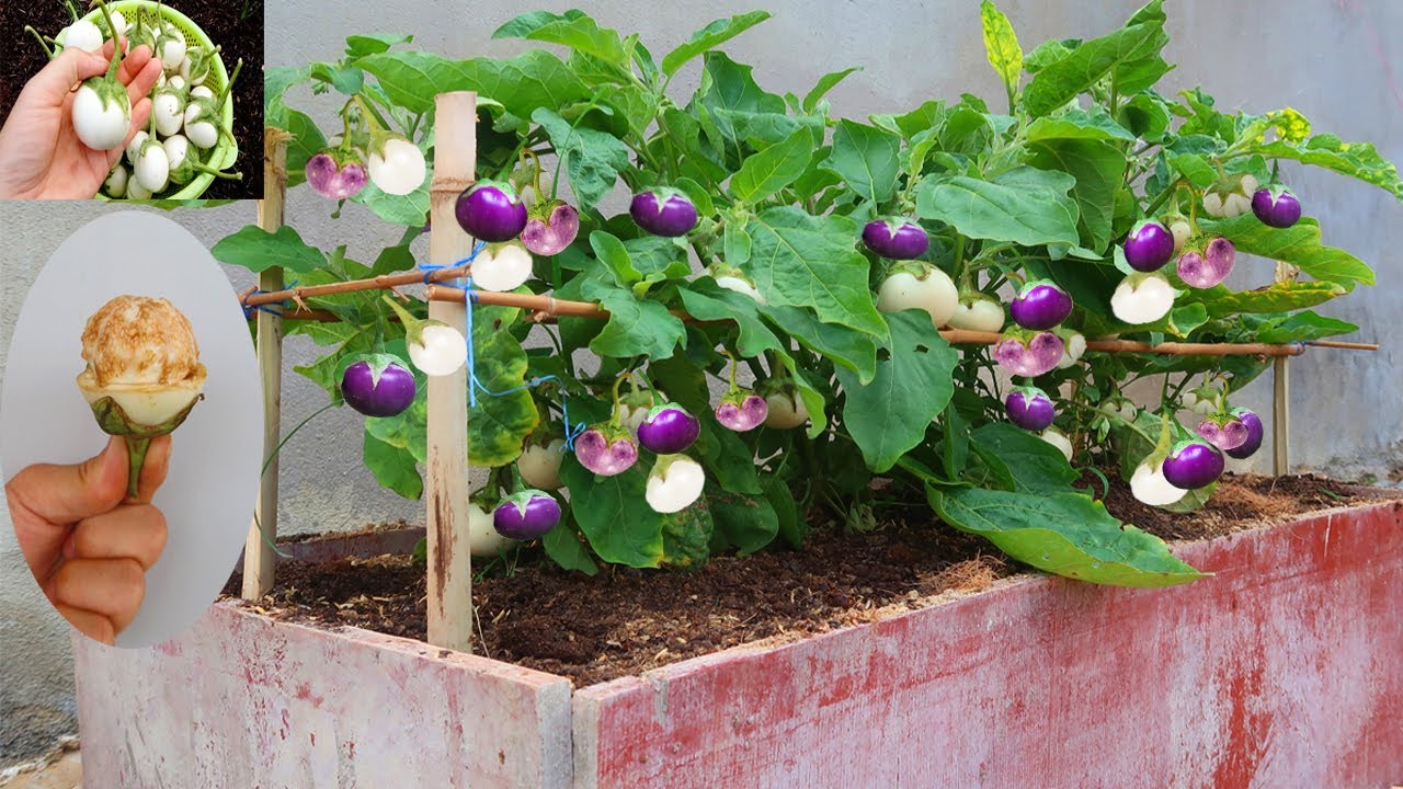 Try this White Eggplant growing method now, you'll never have to buy