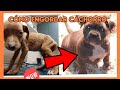 Cómo engordar a un cachorro, cuanto hay que darle de comer