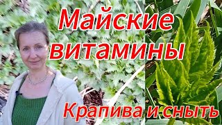 Кладезь майских витаминов из дикоросов. Крапива и сныть