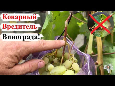 КОВАРНЫЙ ВРЕДИТЕЛЬ Почему ВЯНУТ ГРОЗДИ Винограда