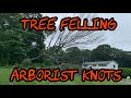 #125 Whole Tree Felling &amp; Arborist Knots