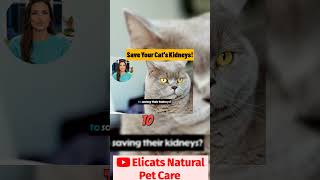 Your Vet Is Wrong About Renal Food
