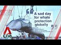 Japan resumes commercial whaling after 31 years