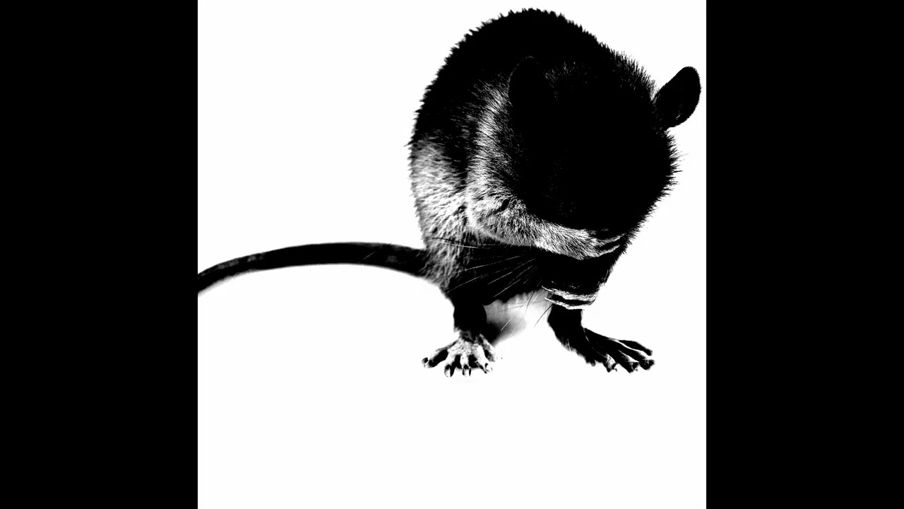 [FREE] Imp (OsamaSon Type Beat) | TRAP | RAGE | DIGICORE | OPIUM | GYRO TYPE BEAT |