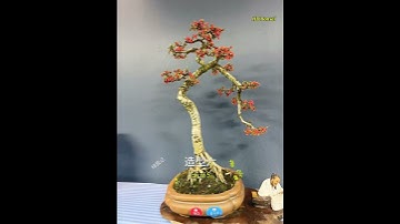 Bonsai dáng văn nhân luôn sáng tạo #hdbonsai #bonsai #demobonsai
