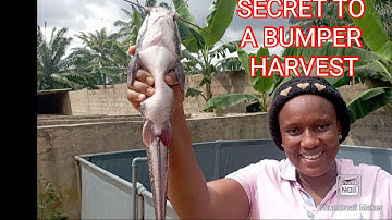 How to make your catfish grow faster/ Increase the growth,harvest,profit of your catfish this way.