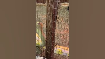 #Albino ball Python 🐍