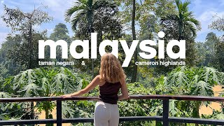 i spent two days in the jungle!! taman negara & cameron highlands | malaysia diaries (travel vlog)