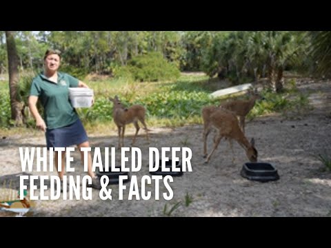 Okeeheelee Nature Center: White Tailed Deer Feeding & Facts