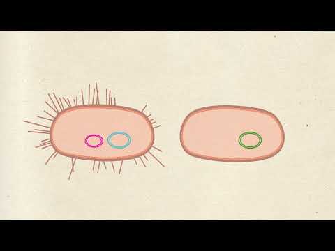 Video: Cos'è la ricombinazione in microbiologia?