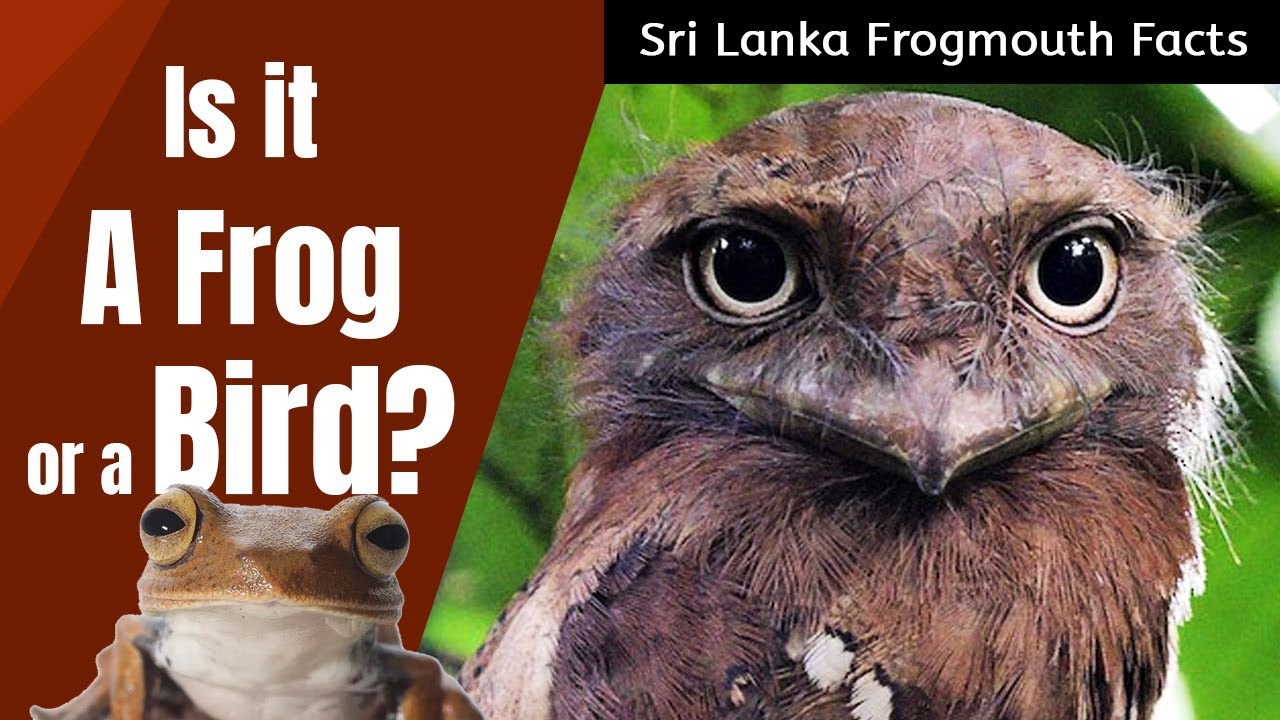 sri-lanka-frogmouth-facts-bird-facts-frog-faced-bird-youtube