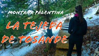 Montaña Palentina - Tejeda de Tosande | Desnivel Positivo