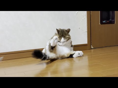追いサマーカットでガリガリになった猫