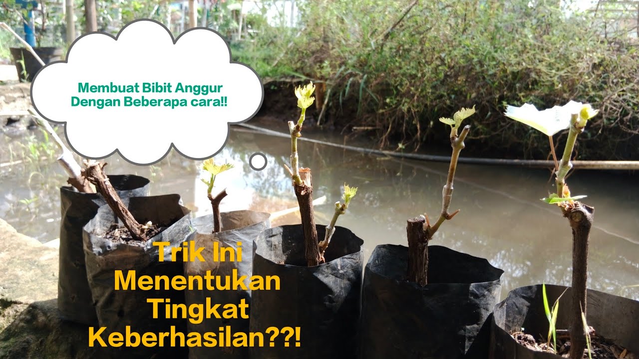 TRIK MEMBUAT BIBIT ANGGUR IMPORT DENGAN KEBERHASILAN TINGGI‼️ [Bahas lengkap dari setiap methodenya]