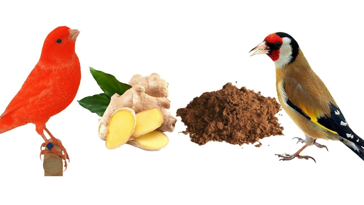 5 محفزات لتجهيز طائر الكناري والحسون للتزواج //اسبوعين فقط